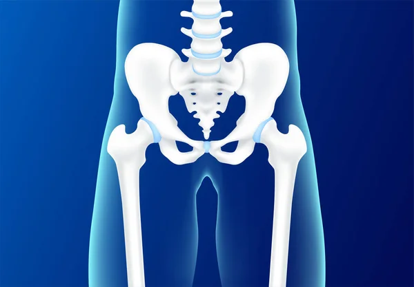 髋骨和关节软骨骨盆前面蓝色背景 人体骨骼解剖健康 医疗保健科学概念 现实的3D矢量 — 图库矢量图片