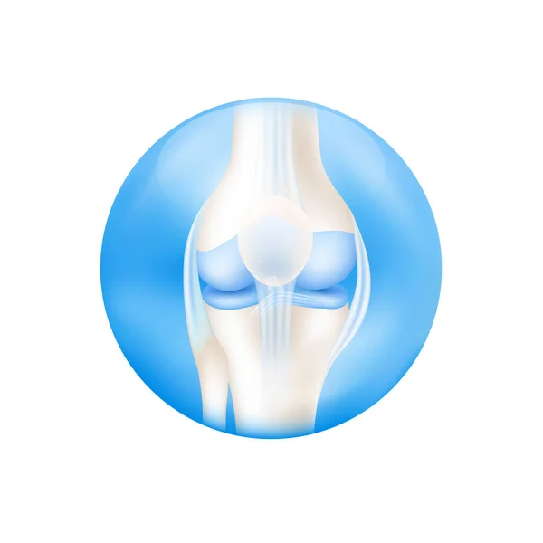 Perna Osso Joelho Cartilagem Anatomia Esqueleto Humano Dentro Bola Azul —  Vetores de Stock