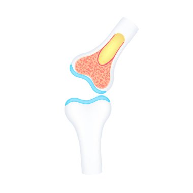 Diz ekleminin çapraz kesiti insan iç organ anatomisi modeli beyaz arka planda izole edilmiş. Tıp ve bilim konsepti. 3 boyutlu ikon vektör illüstrasyonu. Sağlık hizmetleriyle ilgili reklamlar için..