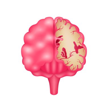 Beynin insan iç organ anatomisi modelinin çapraz bölümü beyaz arka planda izole edilmiş. Tıp ve bilim konsepti. 3 boyutlu ikon vektör illüstrasyonu. Sağlık hizmetleriyle ilgili reklamlar için..