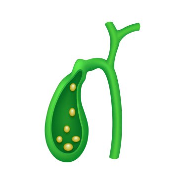 Safra kesesi kesit insan iç organ anatomisi modeli beyaz arka planda izole edildi. Tıp ve bilim konsepti. 3 boyutlu ikon vektör illüstrasyonu. Sağlık hizmetleriyle ilgili reklamlar için..