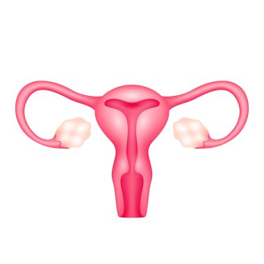 Beyaz arka planda izole edilmiş kadın rahim insan iç organ anatomisi modeli. Tıp ve bilim konsepti. 3 boyutlu ikon vektör illüstrasyonu. Sağlık hizmetleriyle ilgili reklamlar için..