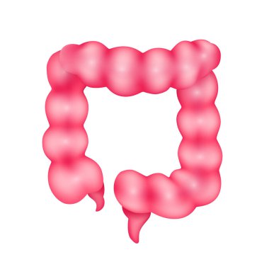 Bağırsak iç organ anatomisi modeli beyaz arka planda izole edilmiş. Tıp ve bilim konsepti. 3 boyutlu ikon vektör illüstrasyonu. Sağlık hizmetleriyle ilgili reklamlar için..