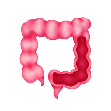 Bağırsak iç organ anatomisi modelinin çapraz kesimi beyaz arka planda izole edilmiş. Tıp ve bilim konsepti. 3 boyutlu ikon vektör illüstrasyonu. Sağlık hizmetleriyle ilgili reklamlar için..