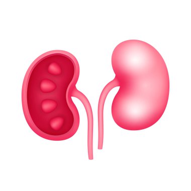 Beyaz arka planda izole edilmiş insan böbreği iç organ anatomisi modeli. Tıp ve bilim konsepti. 3 boyutlu ikon vektör illüstrasyonu. Sağlık hizmetleriyle ilgili reklamlar için..