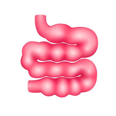 İnce bağırsak iç organ anatomisi modeli beyaz arka planda izole edilmiş. Tıp ve bilim konsepti. 3 boyutlu ikon vektör illüstrasyonu. Sağlık hizmetleriyle ilgili reklamlar için..