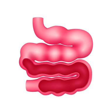 İnce bağırsak insan iç organ anatomisi modelinin çapraz kesiti beyaz arka planda izole edilmiş. Tıp ve bilim konsepti. 3 boyutlu ikon vektör illüstrasyonu. Sağlık hizmetleriyle ilgili reklamlar için..