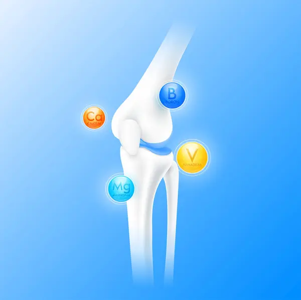 カルシウムボロンバナジウムとマグネシウムは骨軟骨を囲んでいる ビタミン鉱物は骨の膝関節をケアしています 青い背景で分離された健康な人間の骨格解剖学 現実的な3Dベクトル — ストックベクタ