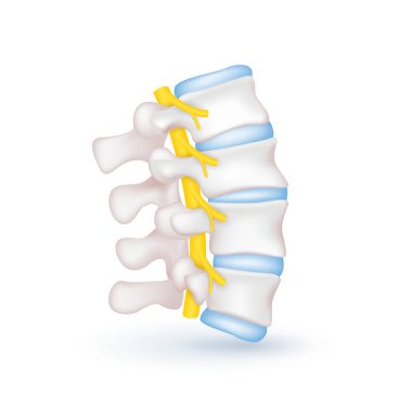 Omurilik sarısı. Vertebral anatomi ve beyaz arka planda insan organı. Tıbbi teşhis konsepti. Sancak vektörü EPS10.