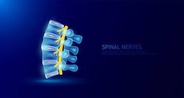 Omurilik sarısı. Omurilik anatomisi ve disk kemiği insan organı koyu mavi arka planda. Tıbbi teşhis konsepti. Sancak vektörü EPS10
