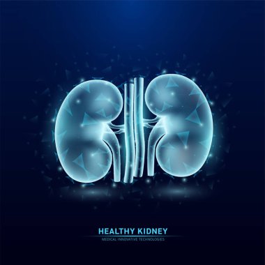 İnsan böbreği iç organı beyaz, koyu mavi arka planda düşük çoklu üçgen şeklinde yarı saydam. Anatomi fütüristik hologram yenilikçi teknoloji. Sağlık sigortası ve bilim konsepti. Vektör.