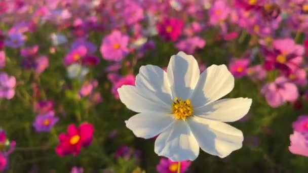 Λευκό Λουλούδι Σύμπαν Κοντά Πυροβόλησε Ένα Πεδίο Σύμπαν — Αρχείο Βίντεο