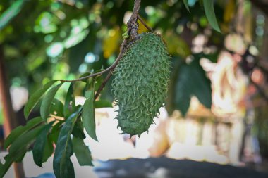 Juvenile Soursop graviola, guyabano olarak da bilinir ve Latin Amerika 'da guanbana bir ağaç dalında asılı durur.