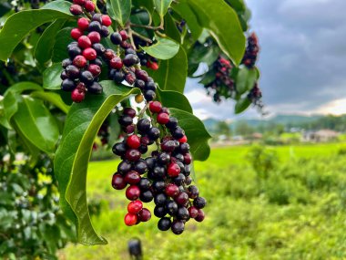 Bignay ya da Bugnay Filipinler 'de yabanmersini olarak bilinir.