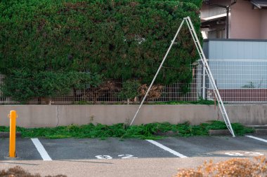 Çalıları budama ve metal bir merdiven ile dalları kesme