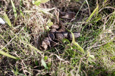 Çimlere köpek kakası.