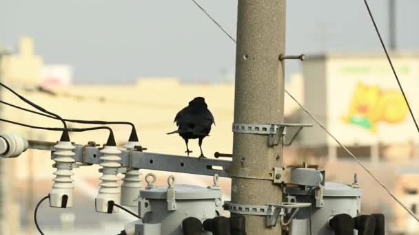 Crow Dancing While Perched Powerline — Stock Video