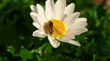 Beyaz papatya çiçeğinde polen toplayan bir arı. 4K yakın çekim.