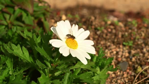 Uma Abelha Voa Pousa Uma Flor Margarida Branca Para Polinizar — Vídeo de Stock