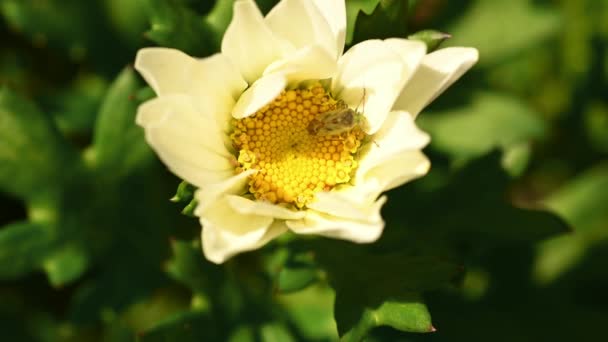 Beyaz Papatya Çiçeğinin Etrafında Bir Kalkan Böceği Dolaşıyor Yaklaş — Stok video
