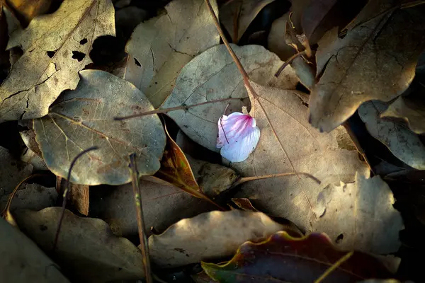 Tek bir sakura ya da kiraz çiçeği yaprağı kurumuş yapraklarla yere düştü.,