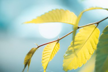 Yumuşak yeşil ağaç yaprakları bokeh etkisi ile ve boşluk kopyala. 