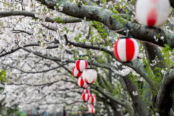 stock image Lanterns underneath the sakura or cherry blossom trees in spring in Japan