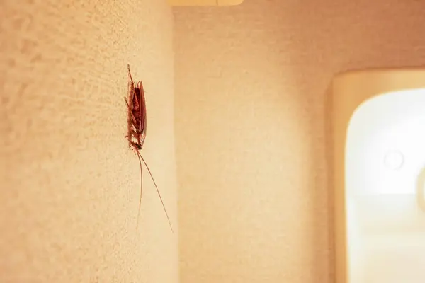 Hamamböceği banyo duvarında sürünüyor.