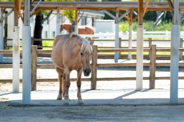 Bir at ahırın gölgesinde dinleniyor.. 