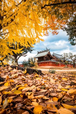 Japon Shinto Tapınağında Ginkgo yaprakları sarısı sonbahar yaprakları 
