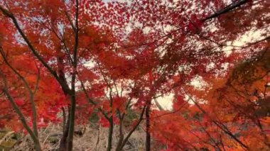 Japon akçaağaç ağaçlarının altında sonbaharda geniş açı 4K çekim