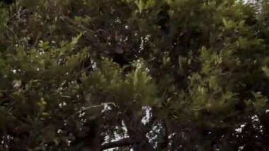 Şiddetli rüzgar fırtına sırasında ağaçlar ve bitki örtüsü esiyor