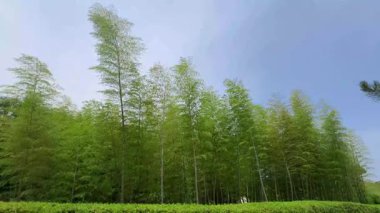 Bambular mavi gökyüzüyle güneşli bir günde usulca rüzgarla savruluyor.