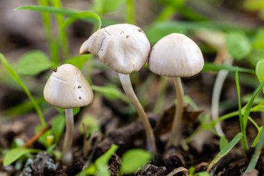 Madrid, İspanya 'daki Sierra de Guadarrama dağlarında yabani mantar