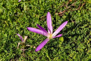 İspanya 'nın başkenti Madrid' de Sierra de Guadarrama 'da açan Kolşyum montanyumu.
