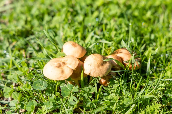 Cogumelo Selvagem Nas Montanhas Serra Guadarrama Madrid Espanha — Fotografia de Stock