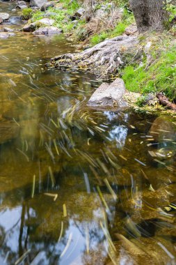 Sierra de Guadarrama 'daki vahşi su akıntısı, Madrid, İspanya