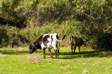 Guadarrama, Madrid, İspanya dağlarında Cofio nehrinin yakınında otlayan inekler.