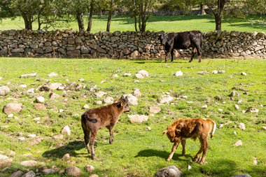 Guadarrama, Madrid, İspanya dağlarında Cofio nehrinin yakınında otlayan inekler.