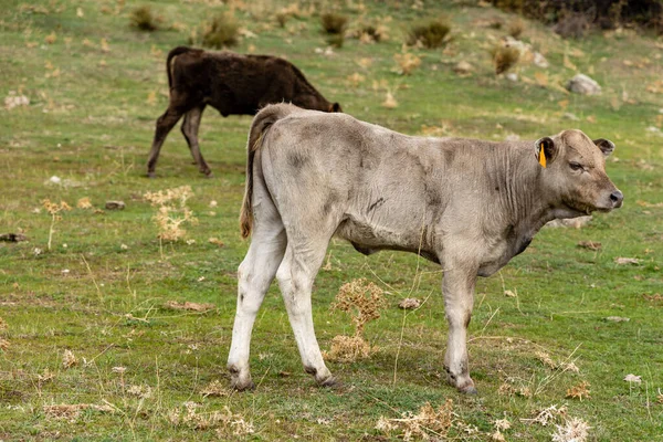 Cows Grazing Cofio River Mountains Guadarrama Madrid Spain — Stock Photo, Image