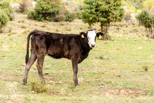 Vaches Broutant Près Rivière Cofio Dans Les Montagnes Guadarrama Madrid — Photo