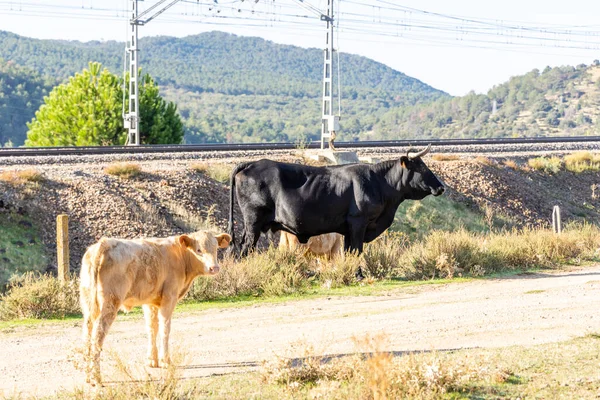 Vaches Broutant Près Rivière Cofio Dans Les Montagnes Guadarrama Madrid — Photo