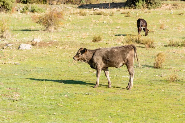 Коровы Пасутся Реки Кофио Горах Гвадаррамы Мадрид Испания — стоковое фото