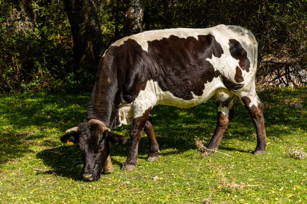 Vacas Pastando Perto Rio Cofio Nas Montanhas Guadarrama Madri Espanha — Fotografia de Stock