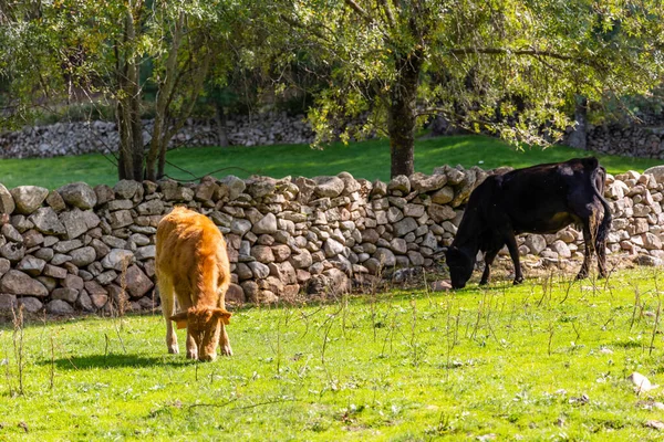 Vacas Pastando Perto Rio Cofio Nas Montanhas Guadarrama Madri Espanha — Fotografia de Stock