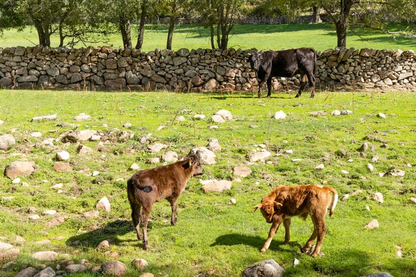 Vacas Pastando Cerca Del Río Cofio Las Montañas Guadarrama Madrid — Foto de Stock
