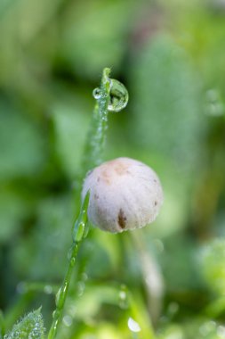 A forest brown mushroom in a natural background . High quality photo