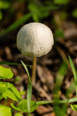 A forest brown mushroom in a natural background . High quality photo