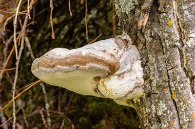 A forest brown mushroom in a natural background . High quality photo