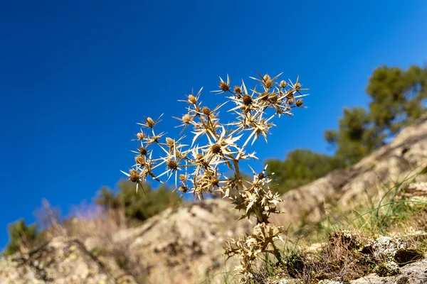マドリードのグアダラマ山脈の乾燥したアザミの植物 — ストック写真